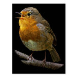 Robin Vertical Postcard