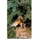 Robin with Chicks Photo Cutout