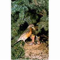 Robin with Chicks Photo Cutout