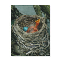 Robin's nest postcard