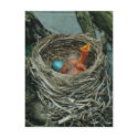 Robin's nest postcards