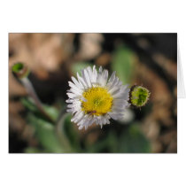 Robin's Plantain Card