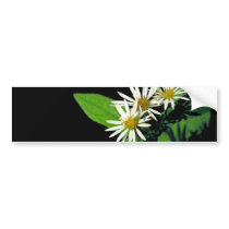 Rock Castle Aster
