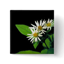 Rock Castle Aster