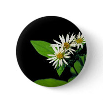 Rock Castle Aster