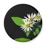 Rock Castle Aster magnets
