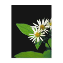 Rock Castle Aster