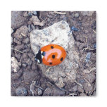 Rock Climber Ladybug Magnet