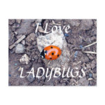 Rock Climber Ladybug Postcard