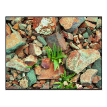 Rock Garden Postcard