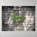 Rock Garden posters