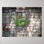 Rock Garden posters