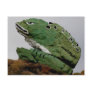 rock painted like frog on hwy 89 post card