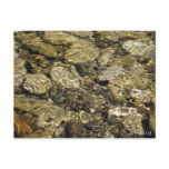 Rock Pool Nature Collection
