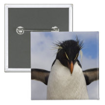 Rockhopper Penguin Eudyptes chrysocome Pinback Buttons