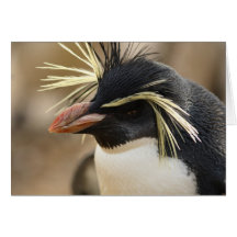 Rockhopper Penguin  Greeting Card