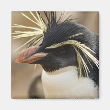 Rockhopper Penguin  Magnet