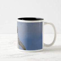 Rockhopper Penguins Eudyptes chrysocome Mug