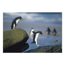 Rockhopper Penguins, Eudyptes chrysocome),