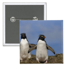 Rockhopper Penguins Eudyptes chrysocome Pin