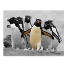 Rockhopper Penguins Post Cards