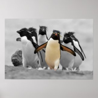 Rockhopper Penguins Posters