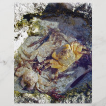 Rocks and Crabs Personalized Flyer