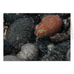 rocks and water greeting card
