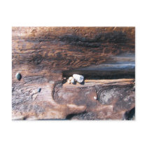 Rocks In Log Post Cards