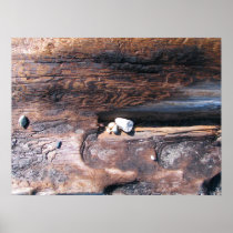 Rocks In Log Poster