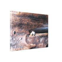Rocks In Logs Canvas Prints