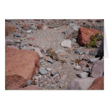 Rocky Cards