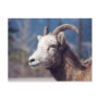 Rocky Mountain Big Horn Sheep Postcards