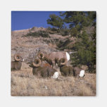 Rocky mountain bighorn sheep (band of bachelor ram magnet