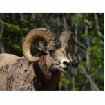 Rocky Mountain Bighorn Sheep Photo Cutouts