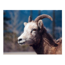 Rocky Mountain Bighorn Sheep Post Card