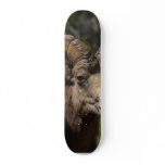 Rocky Mountain Bighorn Sheep skateboards