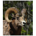 Rocky Mountain Bighorn Sheep t-shirts