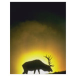 Rocky Mountain bull elk, Yellowstone National Park flyers