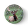 Rocky Mountain Elk