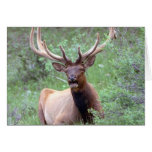 Rocky Mountain Elk