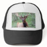Rocky Mountain Elk