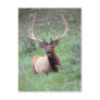 Rocky Mountain Elk