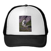 Rocky mountain goat hats