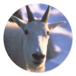 Rocky Mountain Goat Head stickers
