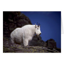 Rocky mountain goat (Large male) Greeting Cards