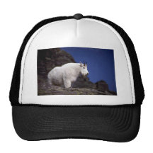 Rocky mountain goat (Large male) Hat
