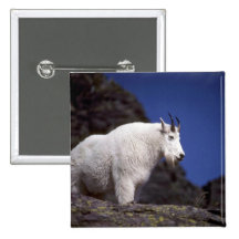 Rocky mountain goat (Large male) Pinback Button