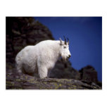 Rocky mountain goat (Large male) Post Card
