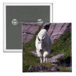 Rocky mountain goat pin
